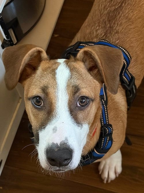 Photo of Jasper, adoptable Labrador Retriever in San Diego, California
