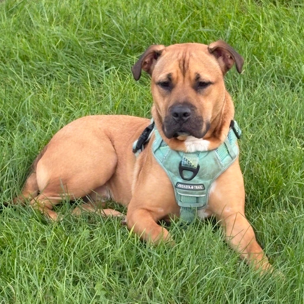 Photo of Robert, adoptable Shepherd / Terrier, Pit Bull in South Elgin, Illinois