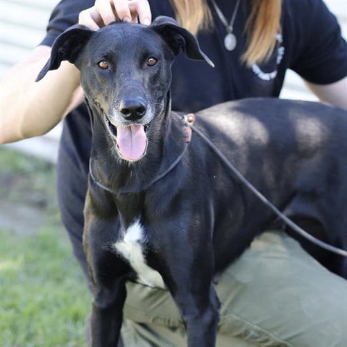 Photo of Tallulah, adoptable Labrador Retriever in Modesto, California