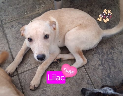 Photo of Lilac, adoptable Labrador Retriever in San Diego, California