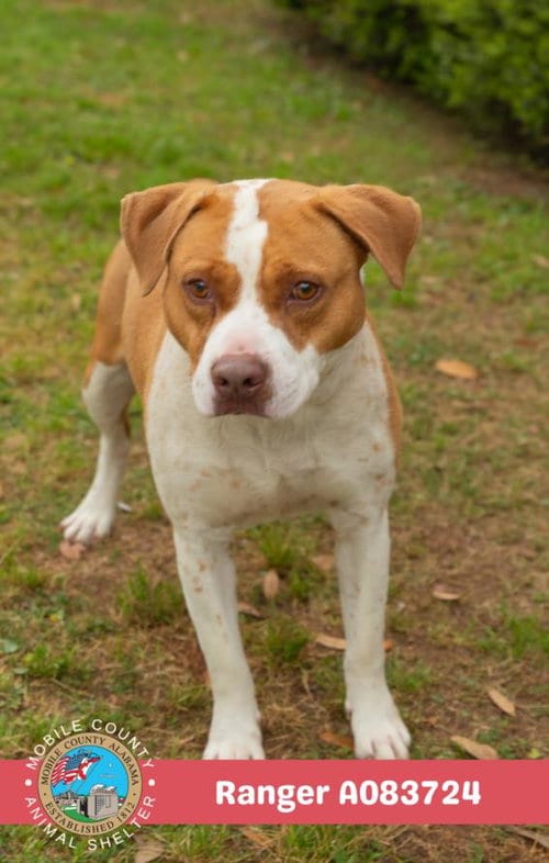 Photo of Ranger, adoptable American Bulldog in Mobile, Alabama