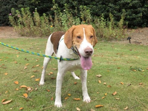 Photo of Werthers Sr, adoptable Labrador Retriever in Chapel Hill, North Carolina