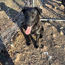 Photo of Duke, adoptable German Shepherd Dog in Melbourne, Arkansas