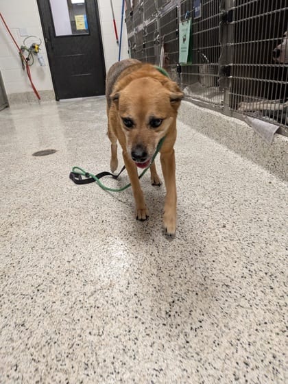 Photo of Beehive, adoptable dog in Atlanta, Georgia