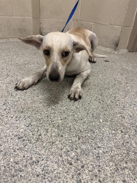Photo of Pearl, adoptable Australian Cattle Dog/Blue Heeler in Conroe, Texas