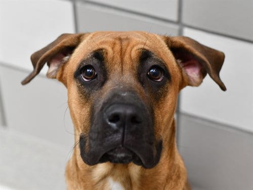 Photo of Momo, adoptable Boxer in Denver, Colorado