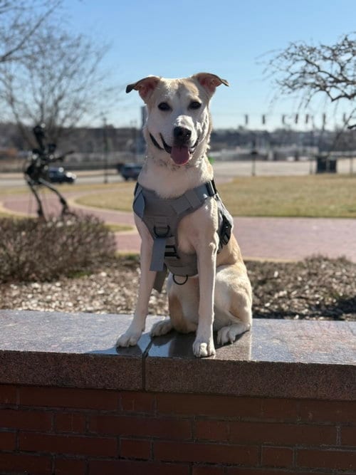 Photo of Butters, adoptable German Shepherd Dog in Baltimore, Maryland