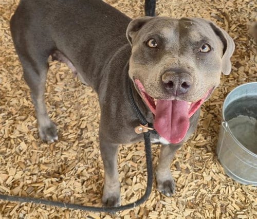 Photo of Sassy, adoptable Pit Bull Terrier in Albuquerque, New Mexico