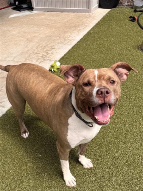 Photo of Chu Chu, adoptable American Pit Bull Terrier in Derwood, Maryland