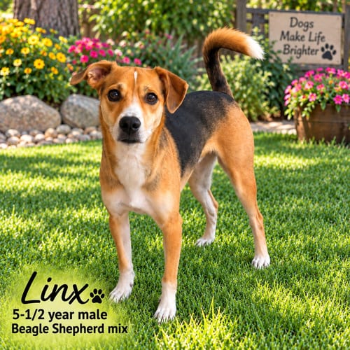 Photo of Linx – 5-1/2 Year Male Beagle Shepherd Mix, adoptable Beagle in Mesa, Arizona