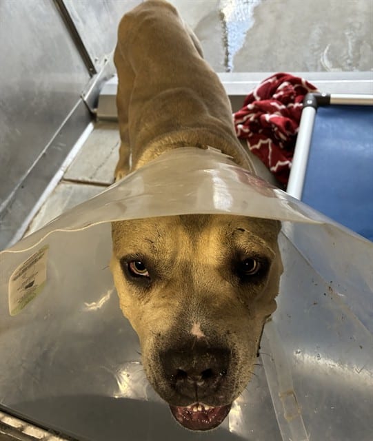 Photo of Senior Cane Corso, adoptable Cane Corso in Devore, California