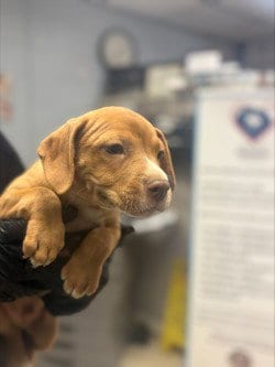 Photo of Jeanette, adoptable Terrier in Stockton, California