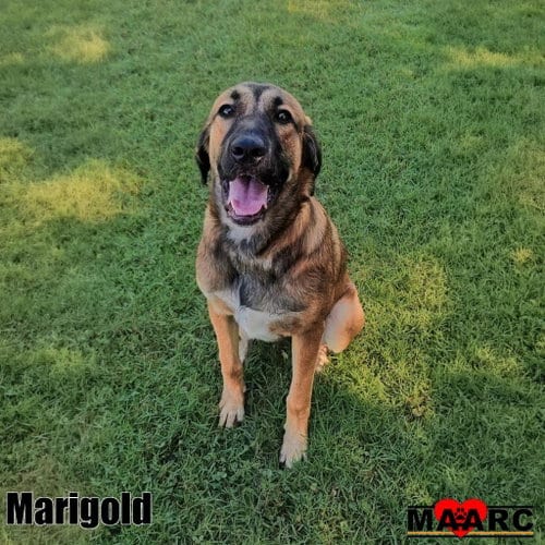 Photo of Marigold, adoptable Anatolian Shepherd in Maryville, Tennessee
