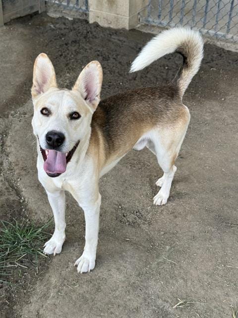 Photo of Buddy, adoptable Siberian Husky in Riverside, California