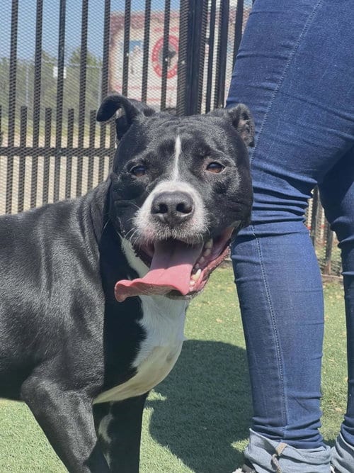 Photo of Titus - In Foster, adoptable American Pit Bull Terrier in Rockwall, Texas