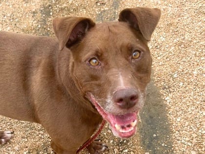 Photo of Baylor, adoptable dog in Georgetown, Texas