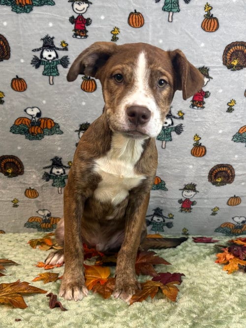Photo of McGriddle, adoptable American Pit Bull Terrier in Wetumpka, Alabama