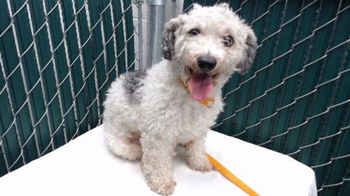 Photo of Ramen Noodle, adoptable Poodle (Miniature) in Downey, California