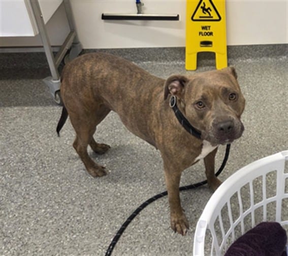 Photo of Patsy, adoptable American Pit Bull Terrier mix in Chicago, Illinois
