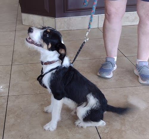 Photo of Trix, adoptable Wirehaired Fox Terrier in Camden, South Carolina