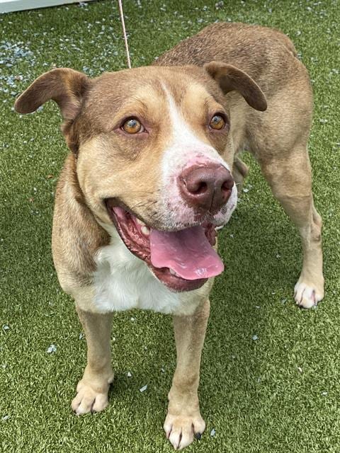 Photo of Aiden, adoptable American Bulldog in Fayetteville, North Carolina