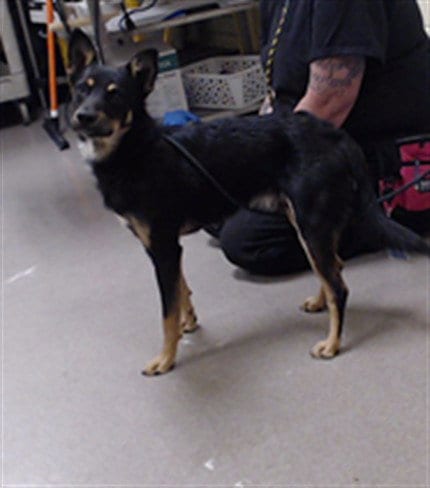 Photo of Baba Yaga, adoptable Australian Cattle Dog/Blue Heeler in Denver, Colorado