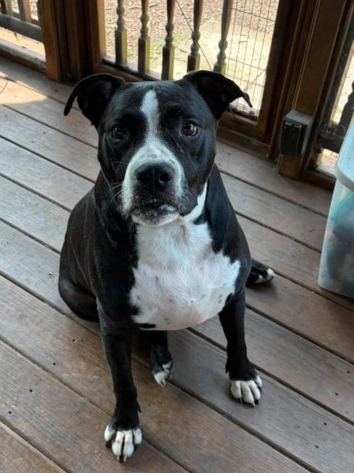Photo of Big Bama, adoptable Pit Bull Terrier in Martinsburg, West Virginia