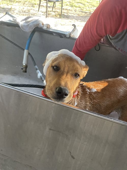 Photo of Churro, adoptable Labrador Retriever in Gun Barrel City, Texas