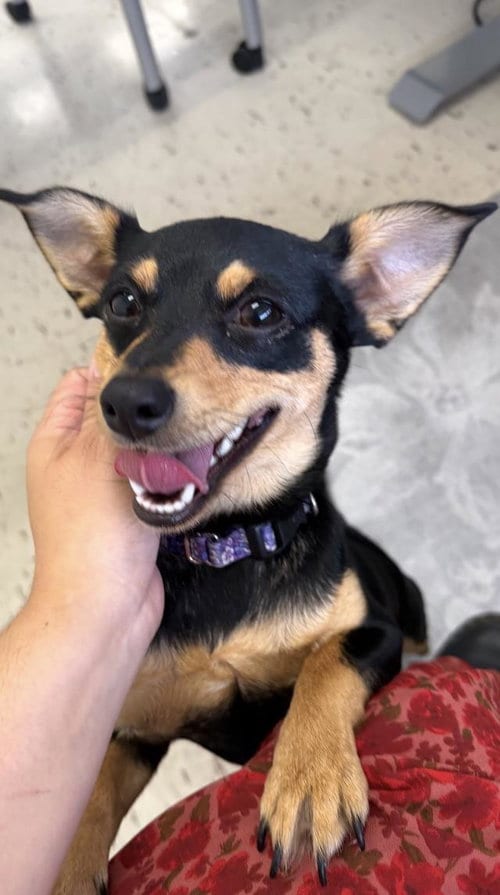 Photo of Fleur, adoptable Chihuahua in Santa Barbara, California