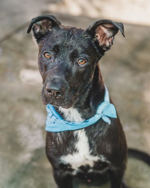 Photo of Choppa, adoptable American Staffordshire Terrier in Miami, Florida