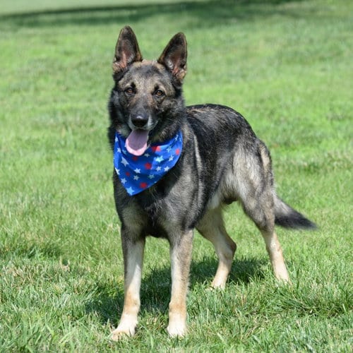 Photo of Merlin nka Greyson, adoptable German Shepherd Dog in Gretna, Nebraska
