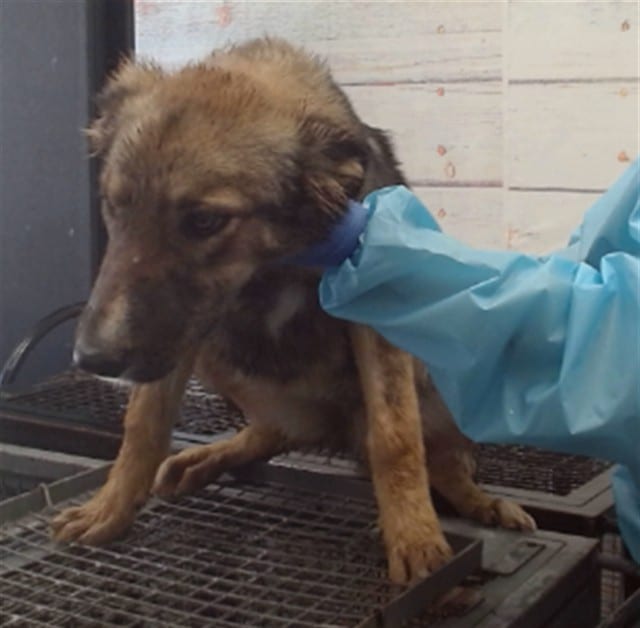 Photo of Senior Shepherd, adoptable Shepherd in Devore, California