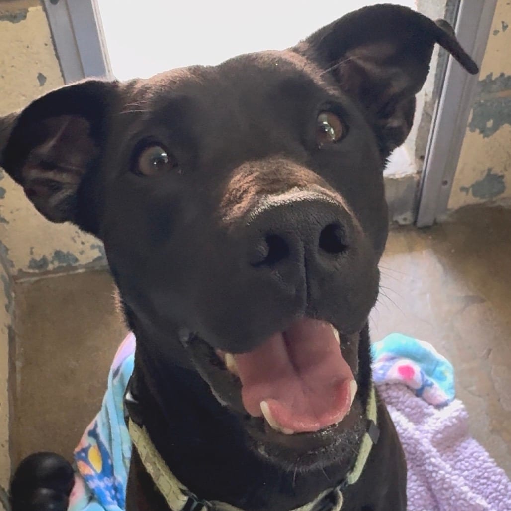 Photo of 7-11 Fc Js, adoptable Mixed Breed (Medium) in Union, Missouri