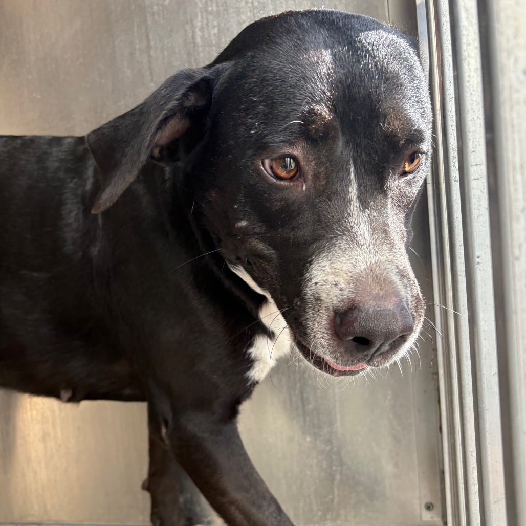 Photo of Asia, adoptable Retriever, Black Labrador / Mix in Brownsville, Texas
