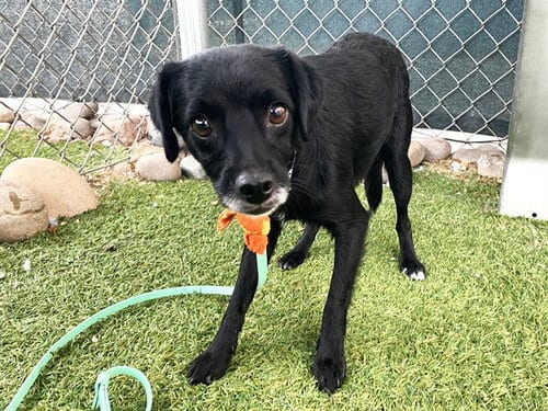 Photo of Vaughn, adoptable Cairn Terrier in Phoenix, Arizona