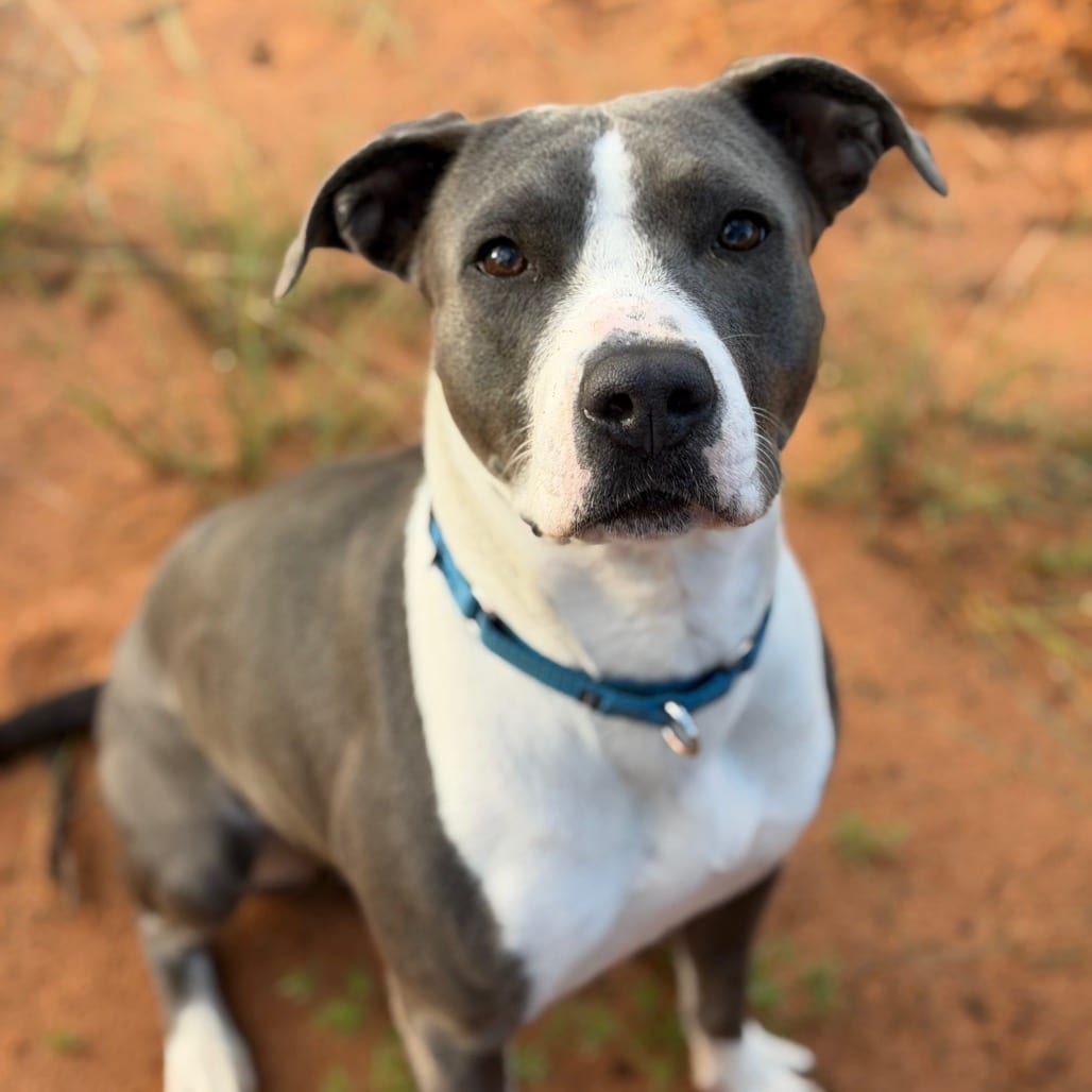 Photo of Byre, adoptable Terrier, American Pit Bull in Kanab, Utah