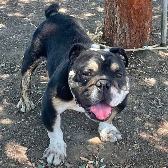 Photo of Vinny, adoptable Bulldog, English in California, California