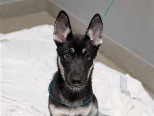 Photo of Vanellope, adoptable Siberian Husky in Las Vegas, Nevada
