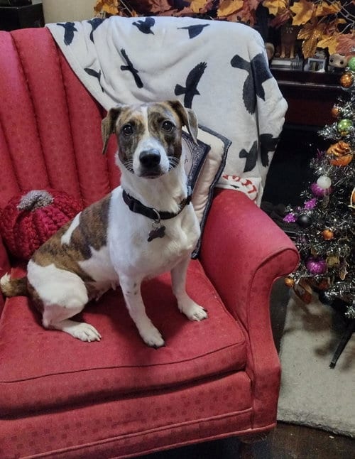 Photo of Dejah, adoptable Jack Russell Terrier in Mobile, Alabama