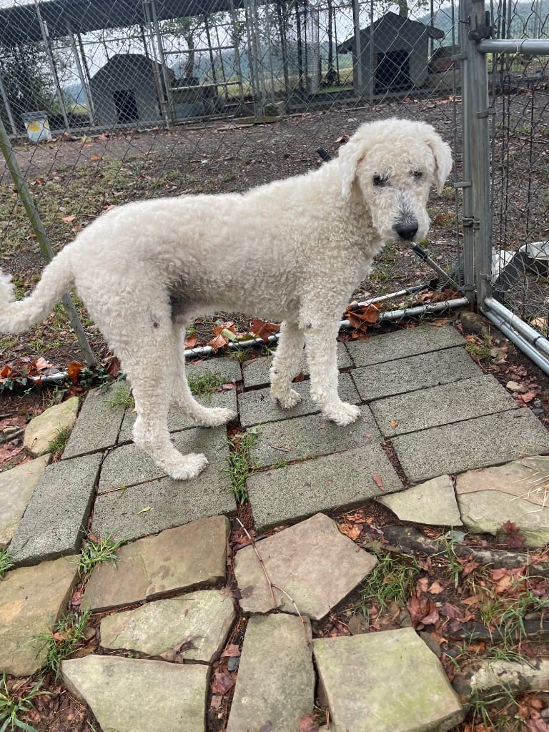 Photo of Moose, adoptable Komondor in Mena, Arkansas