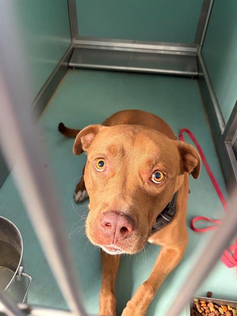 Photo of A554542, adoptable Pit Bull Terrier in Moreno Valley, California