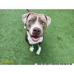 Photo of Skye, adoptable Mixed Breed (Medium) in West Palm Beach, Florida