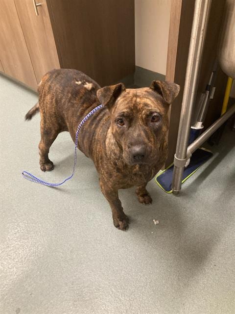 Photo of Minnie, adoptable Pit Bull Terrier in Baytown, Texas