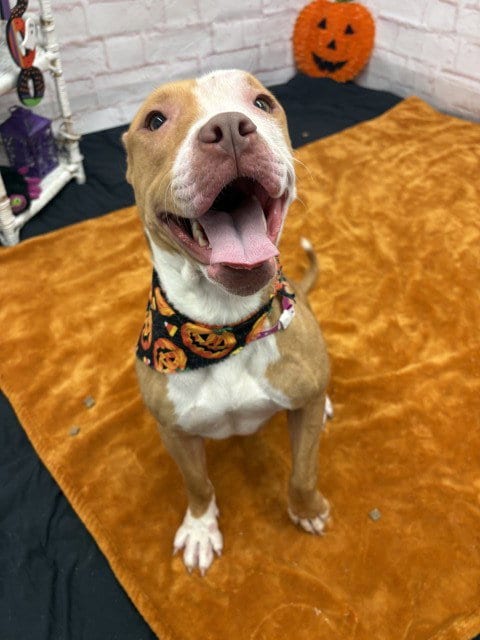 Photo of Oatmeal, adoptable Pit Bull Terrier in Detroit, Michigan