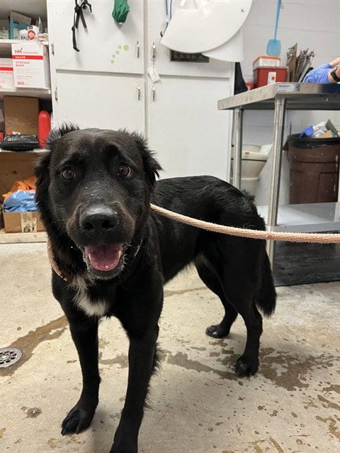 Photo of Mae Mae, adoptable Labrador Retriever in San Andreas, California
