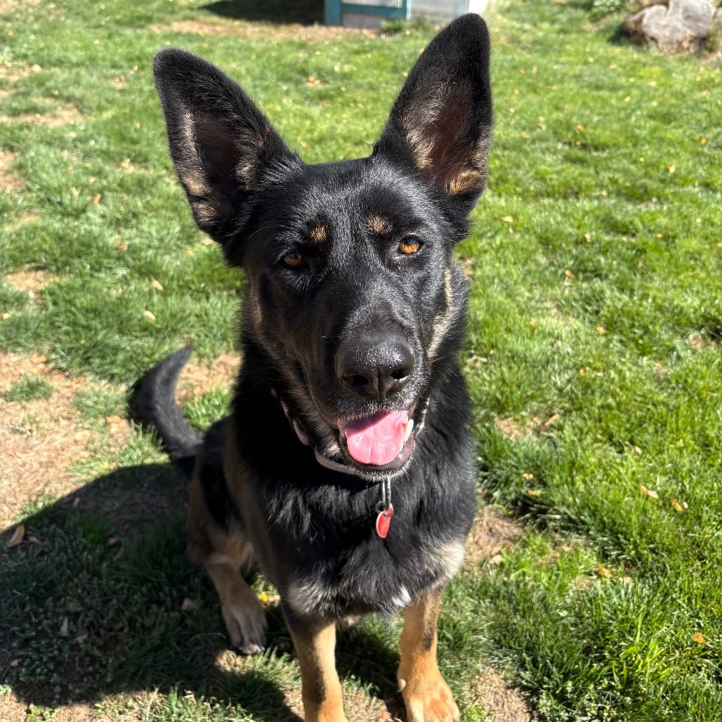 Photo of Oakley, adoptable Mixed Breed (Large) in Medford, Oregon