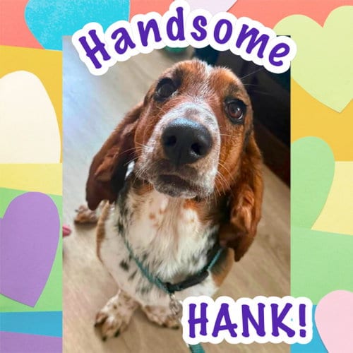 Photo of Hank 9-2026, adoptable Basset Hound in Brookville, Ohio