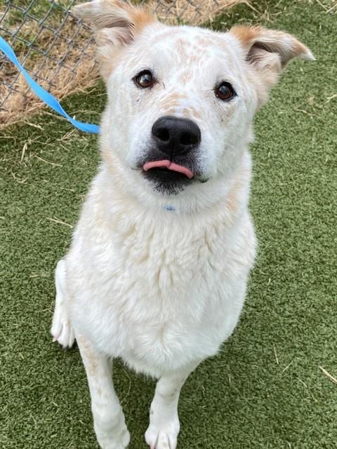 Photo of Rex, adoptable Australian Cattle Dog/Blue Heeler in Fayetteville, North Carolina