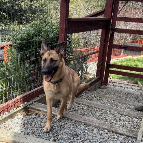 Photo of Ripley SJ, adoptable German Shepherd Dog in Cupertino, California