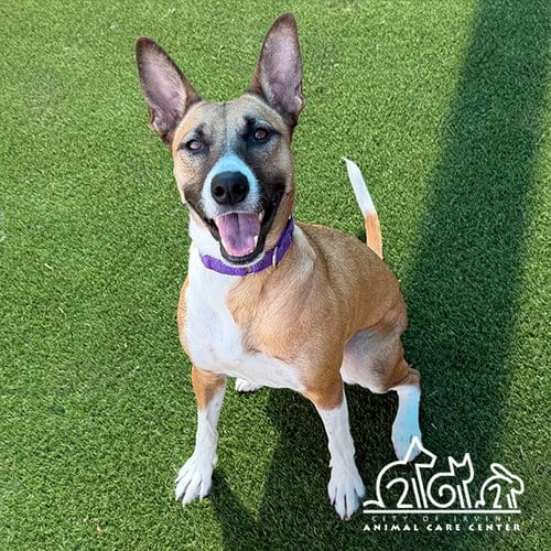 Photo of Daisy May, adoptable German Shepherd Dog in Irvine, California